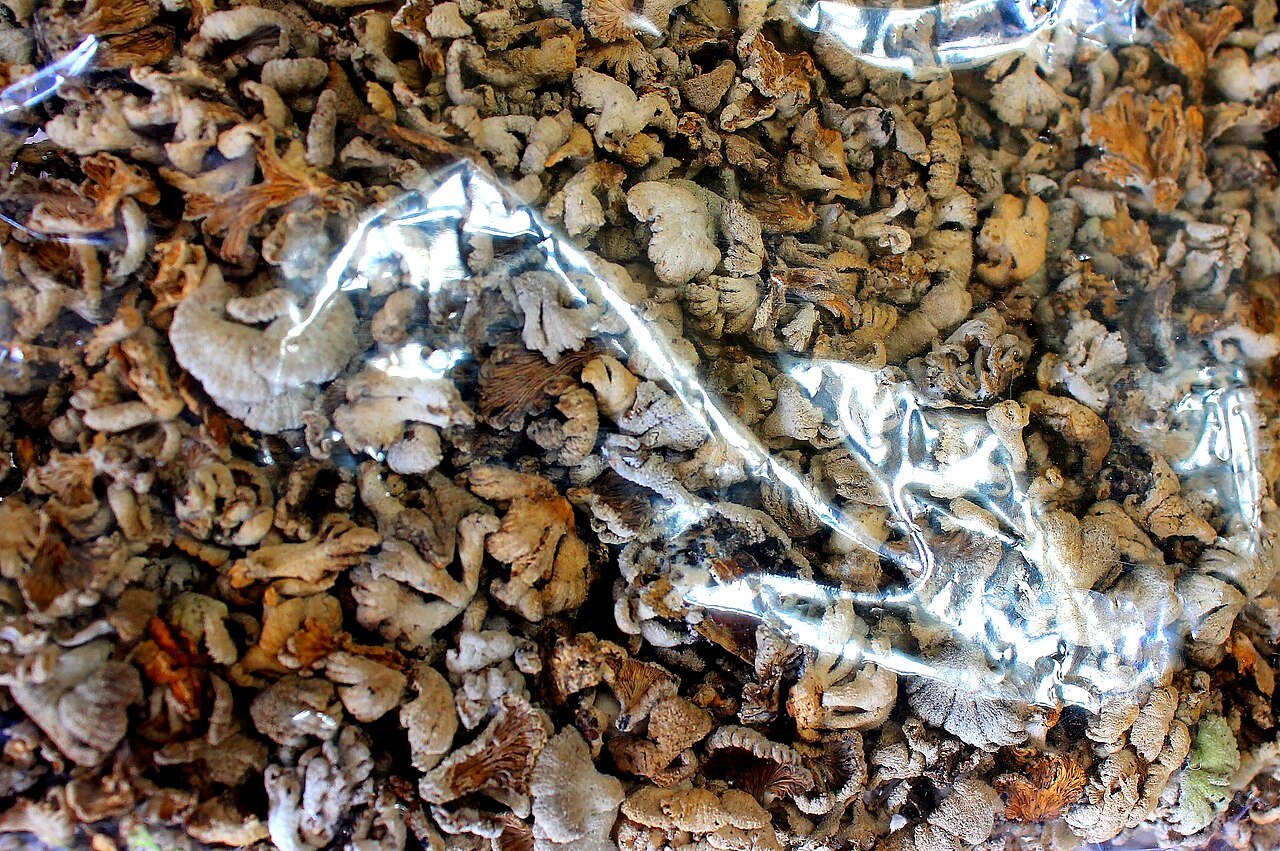 Wild mushrooms growing on a forest floor